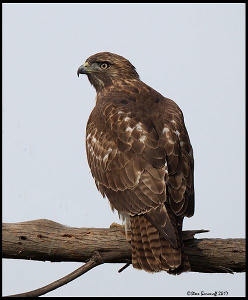 _7SB3351 red-tailed hawk.jpg